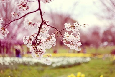Spring Wallpapers Nature GH8