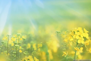 Spring Flowers Wallpapers 2   Crazy Frankenstein