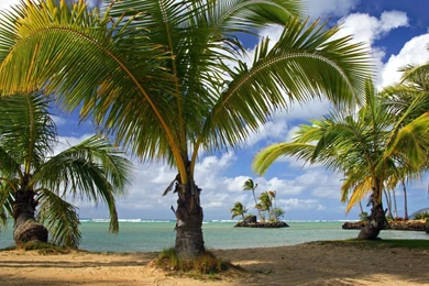 26 Palm Trees Wallpapers 1280x800 Palm Trees Wallpapers 1366x768 ...