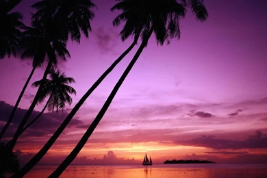 Palm Tree Beach Sunset Wallpaper Desktop Background hugohd.com_ ...