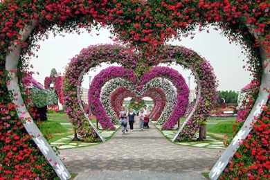 1920x1080 Flowers Garden, Garden, Dubai Miracle Garden, Flower ...