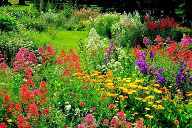 Colorful beautiful flower garden wallpapers – Sky HD Wallpapers