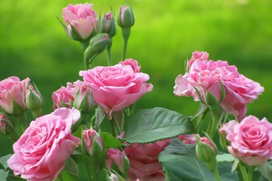 Rose Flower Garden Wallpapers