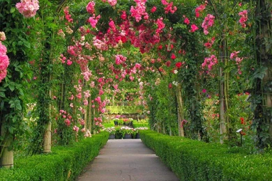 Red Rose Flower Garden Wallpaper