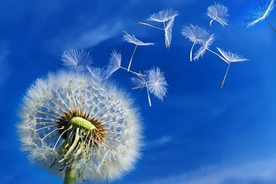 Dandelion flower falling wallpapers.jpg