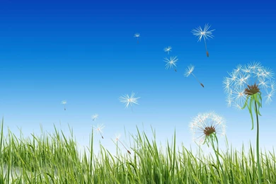 Dandelion Computer Wallpapers, Desktop Backgrounds
