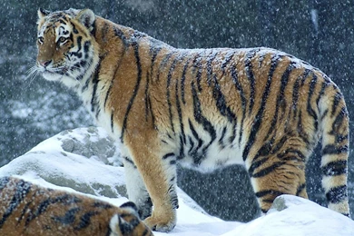 Tiger Snow Wallpapers
