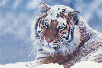 Tiger Wallpapers Full Hd   HD Wallpapers Pretty