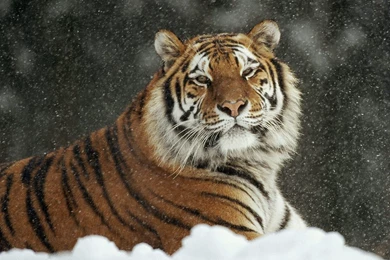 YouWall   Snow Tiger Wallpapers   Wallpaper,wallpapers,free ...