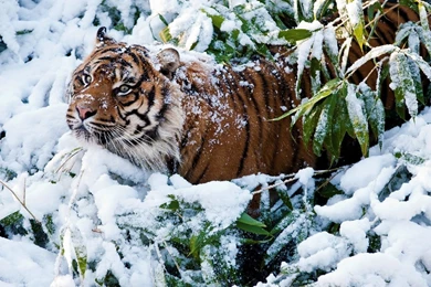 Tiger in The Snow Wallpaper.jpg