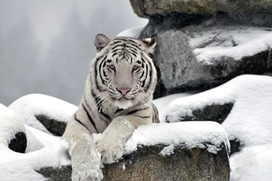 Gallery For   Albino Tiger Wallpapers