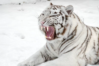 Download Wallpapers 3840x2160 White Tiger, Snow, Predator, Mouth ...