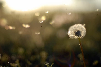 4K Ultra HD Dandelion Wallpapers HD, Desktop Backgrounds 3840x2160