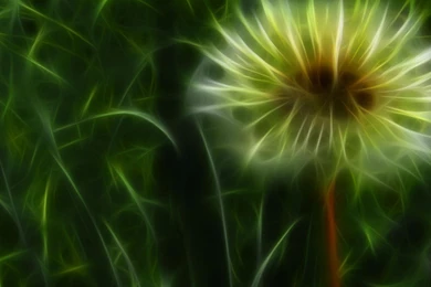 Desktop Wallpapers · Gallery · Windows 7 · Dandelion