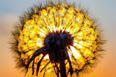 Dandelion Fluff Balls.... On Pinterest