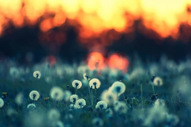 Dandelion Computer Wallpapers, Desktop Backgrounds