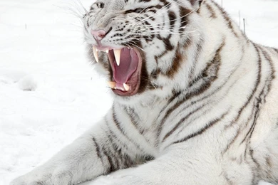 Download Wallpapers 2048x2048 White Tiger, Snow, Predator, Mouth ...