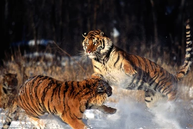 Tiger Fight Wallpapers For Desktop.jpg