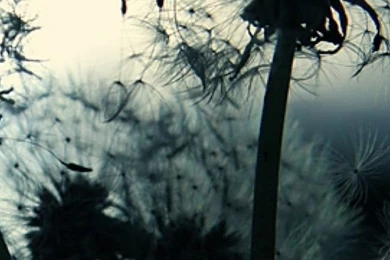 Dandelion iPhone Desktop Backgrounds 10104   HD Wallpapers Site