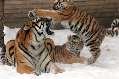 Gallery For   Cub Tiger Wallpapers Winter
