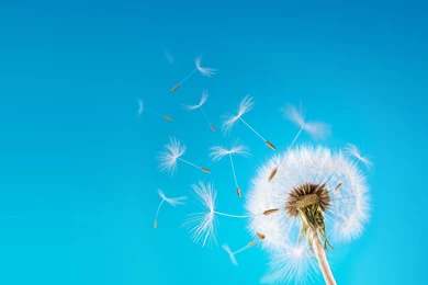 Blowing Dandelion Drawing   Wallpaper.
