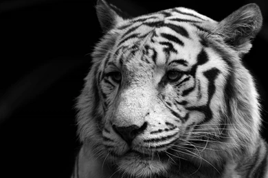 Wallpapers_Animals_tiger_white_tiger_male.jpg
