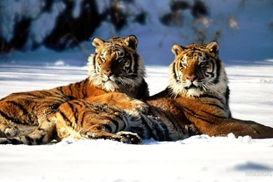 Tigers in snow wallpapers