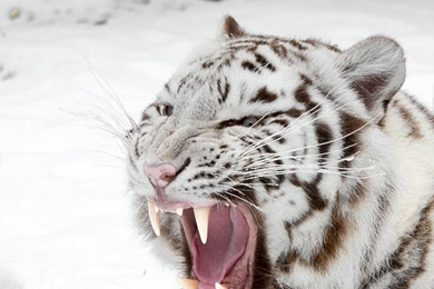 Download Wallpapers 3840x1200 White Tiger, Snow, Predator, Mouth ...