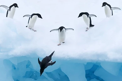 Penguin Computer Wallpapers, Desktop Backgrounds