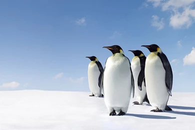 Gallery For Emperor Penguin Desktop Wallpapers
