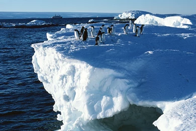 Penguin Computer Wallpapers, Desktop Backgrounds