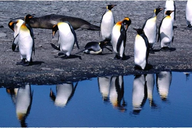 Penguin Backgrounds   Android Apps And Tests   AndroidPIT