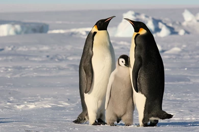Emperor Penguin Computer Wallpapers, Desktop Backgrounds ...
