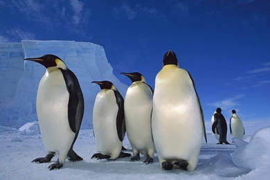 Penguin Wallpapers