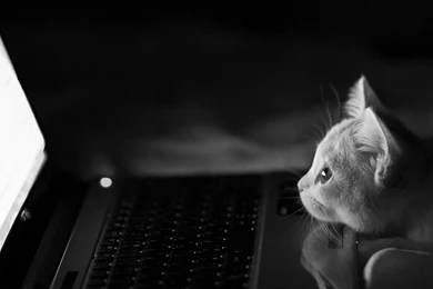 Multi Monitor Dual Screen Widescreen Wallpapers