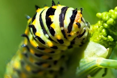 Caterpillar HD Desktop Wallpapers : High Definition : Fullscreen ...