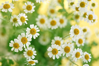 HD white flowers wallpaper.jpg