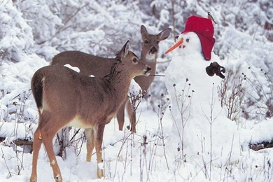 Free Christmas Screensavers For Desktop ~ Toptenpack.com