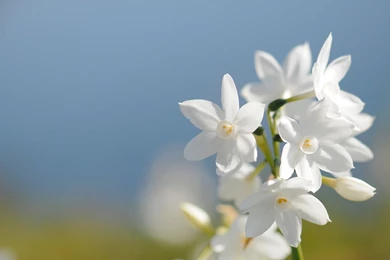 White Flowers.jpg
