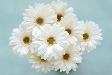 Flower Photos Gallery And Wallpapers Download