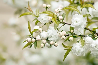 White Flower Desktop Wallpapers