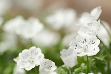 White Flowers   HD Flower Wallpapers 18   Wallcoo.net