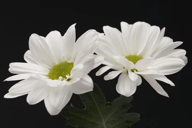 Gallery For   Beautiful White Flowers Wallpapers