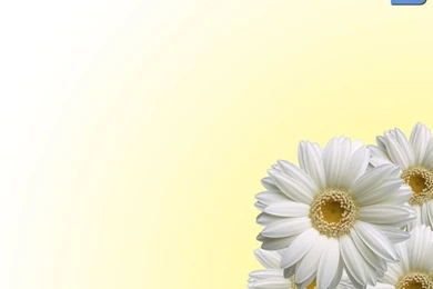 Gallery For   Fresh Flowers Wallpapers