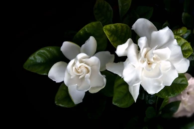 Download White Flowers 5218 1920x1200 Px High Resolution Wallpapers ...