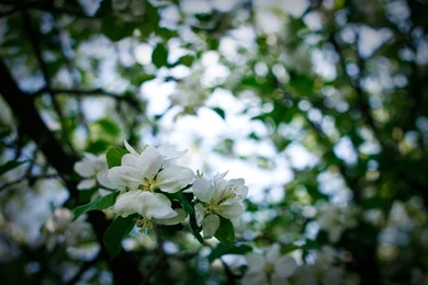 White Flowers Wallpapers