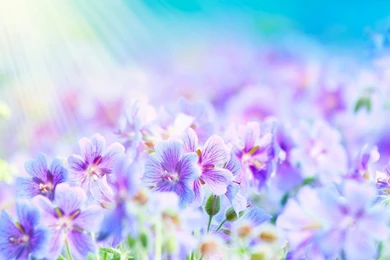1366x768 Purple White Flowers Wallpapers