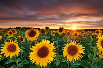 258 Sunflower HD Wallpapers