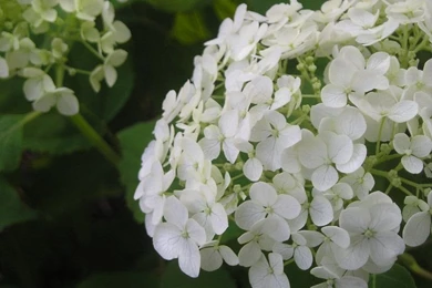 White Flowers Wallpapers By OMGitsBlondie On DeviantArt