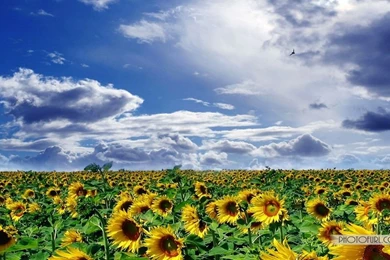 Sunflower Wallpapers For Desktop Backgrounds